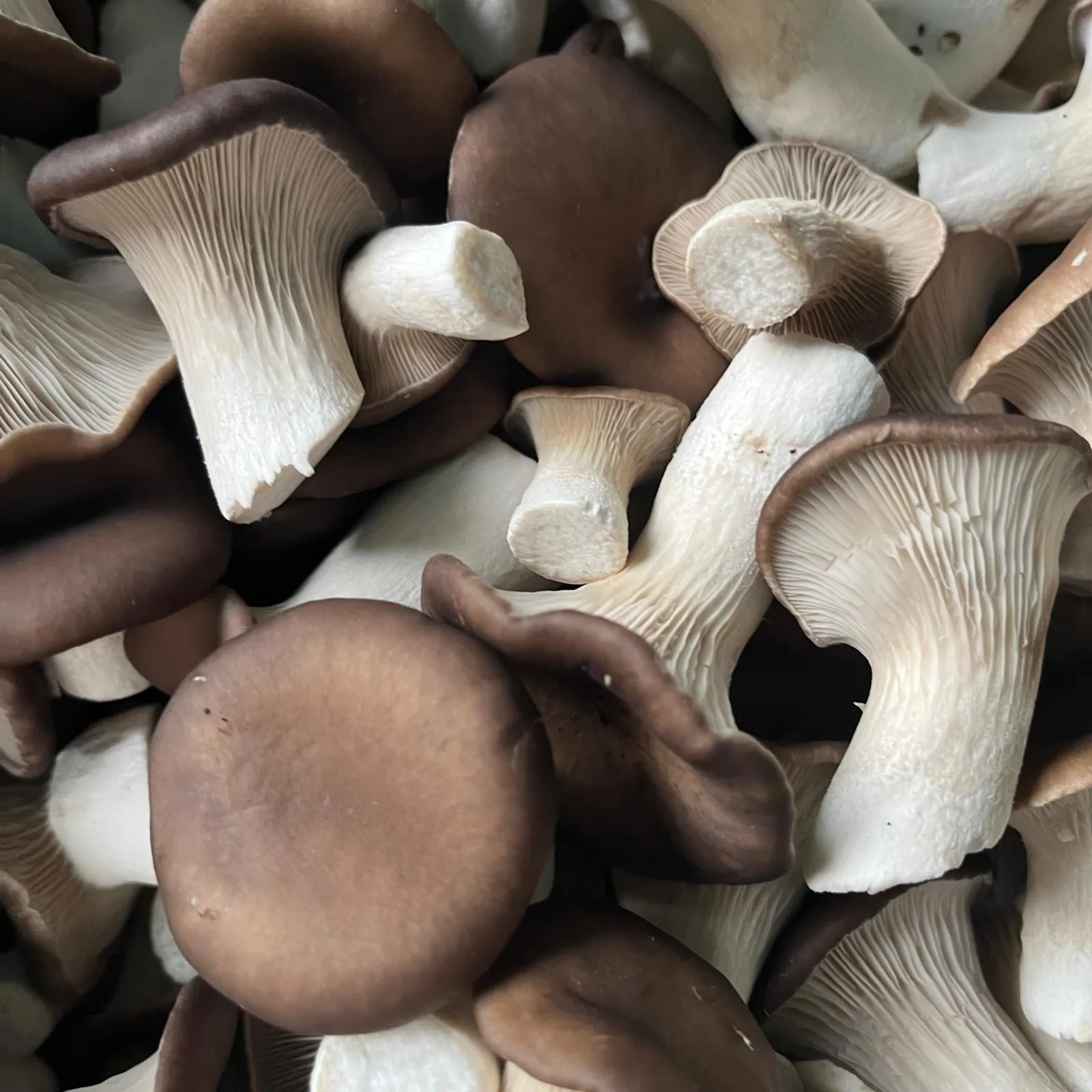 Pleurote Black Pearl cultivée par Les Myconautes